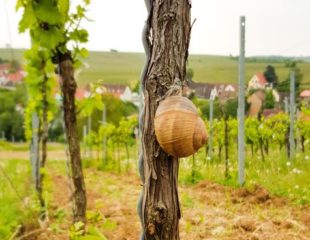 Weinberg, Pfalz, Wetter, Pfalz