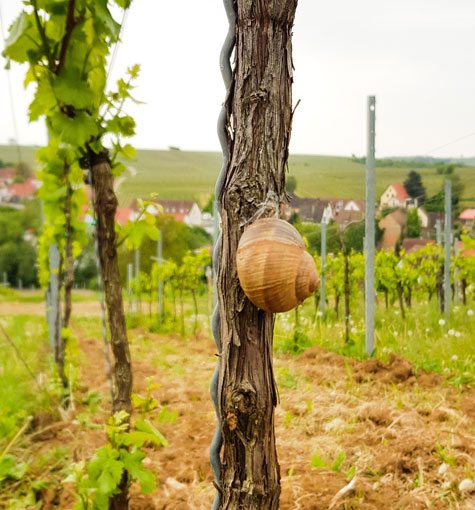 Weinberg, Pfalz, Wetter, Pfalz