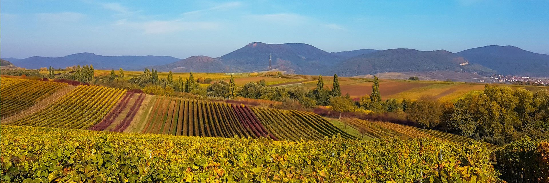 Herbst, Wein, Pfalz, Südliche Weinstraße