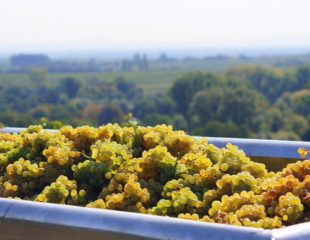 Handlese, Ilbesheimer Kalmit, Weißburgunder