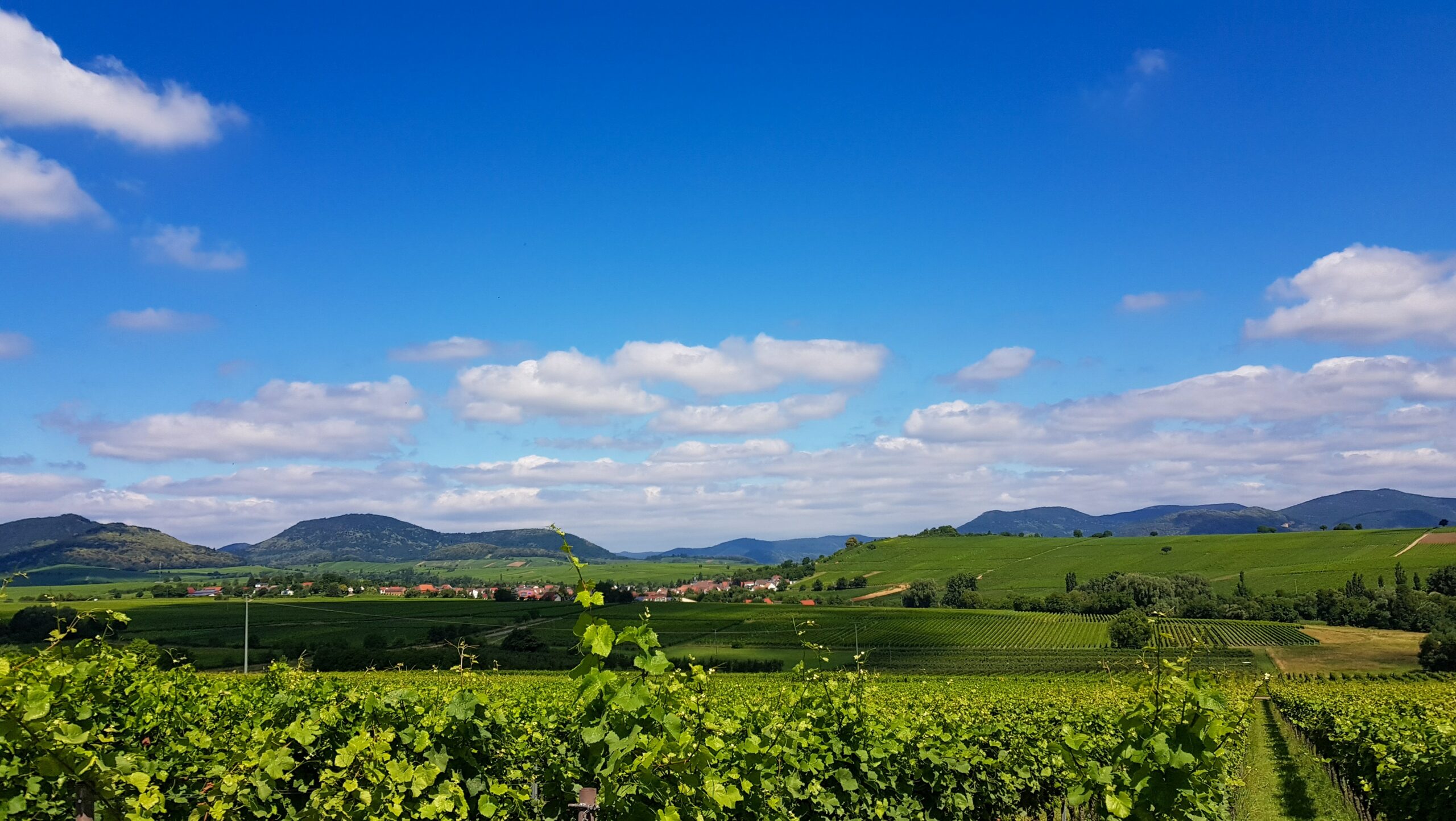 Pfalz, Südpfalz, Panorama, Südliche Weinstraße