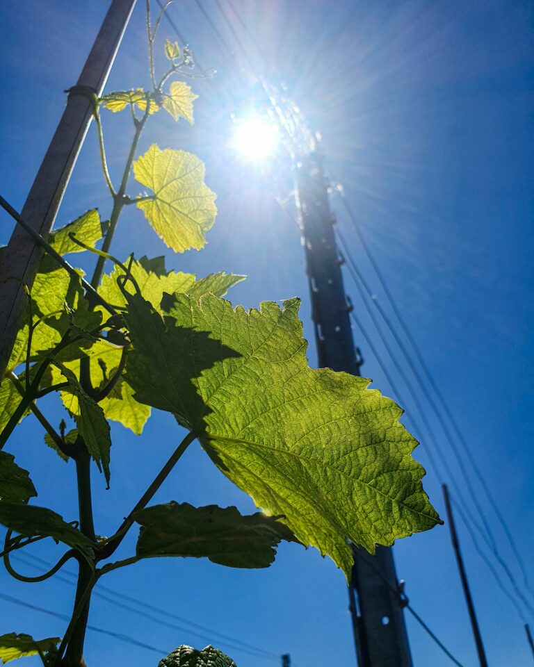 Weinreben, Wein, Pfalz